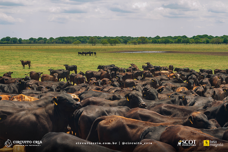 Trouw-Nutrition-oferece-suporte-tecnico-a-pecuaristas-do-Mato-Grosso-em-visitas do-Circuito-Cria-Foto-Divulgacao