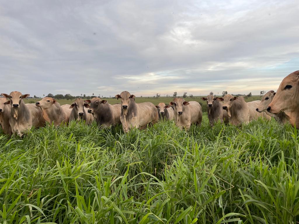 Transição seca e águas: pecuarista deve ter atenção especial ao manejo nutricional no período