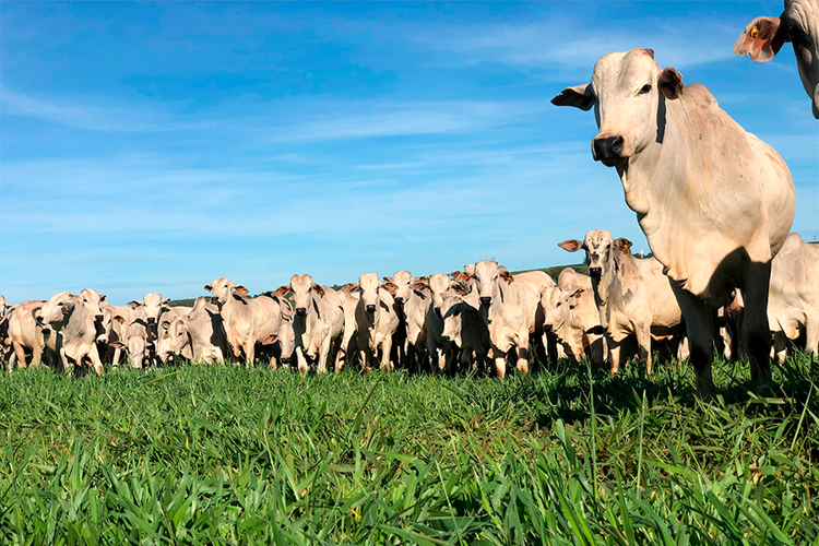 Estratégias nutricionais para a engorda de bovinos em pastos de boa qualidade